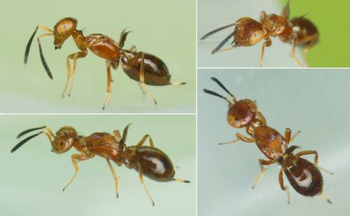 Réf. 210 246 : Eupelmus sp.